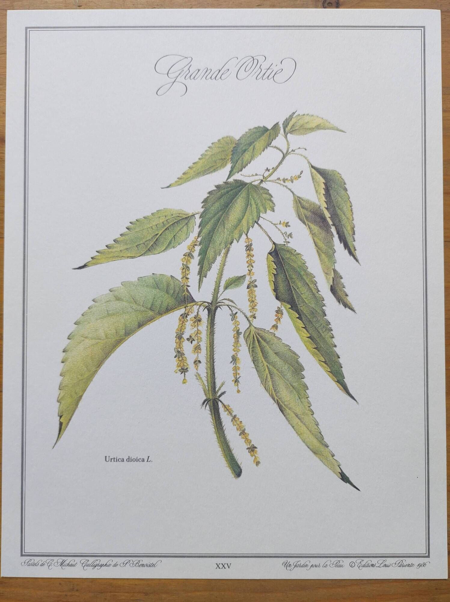 Botanical illustration -Great Nettle- Engraving of medicinal plants and herbs. Pastels by C. Michaut