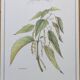 Botanical illustration -Great Nettle- Engraving of medicinal plants and herbs. Pastels by C. Michaut