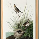 Poster about the Long-tailed Bunting, after an old engraving from 1827.