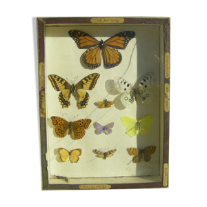 Tableau aux papillons ancien