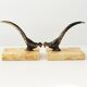 Pair of vintage peacock bookends