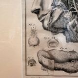 Old Print Engraving 19th Century Framed Anatomy Artery Face Bernard Dixerit