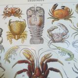 Lithograph on crustaceans from 1928