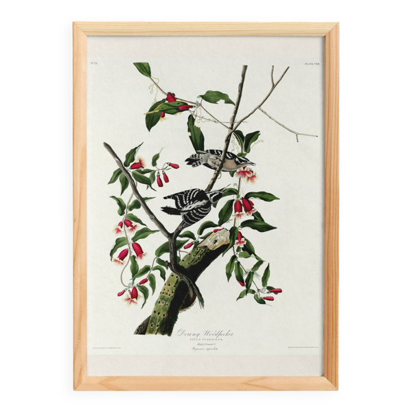 Affiche sur le Pic mineur, d’après une gravure ancienne de 1827.