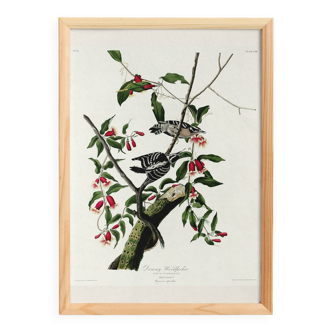 Poster about the Pic mineur, based on an old engraving from 1827.