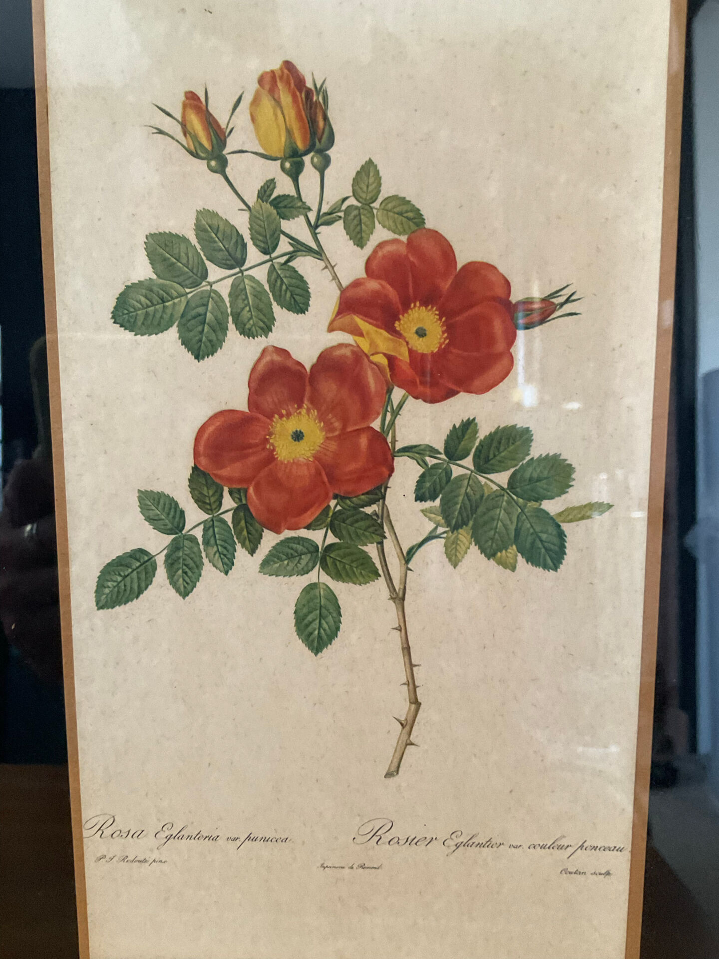 Pair of vintage botanical frames in gilded wood