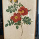Pair of vintage botanical frames in gilded wood