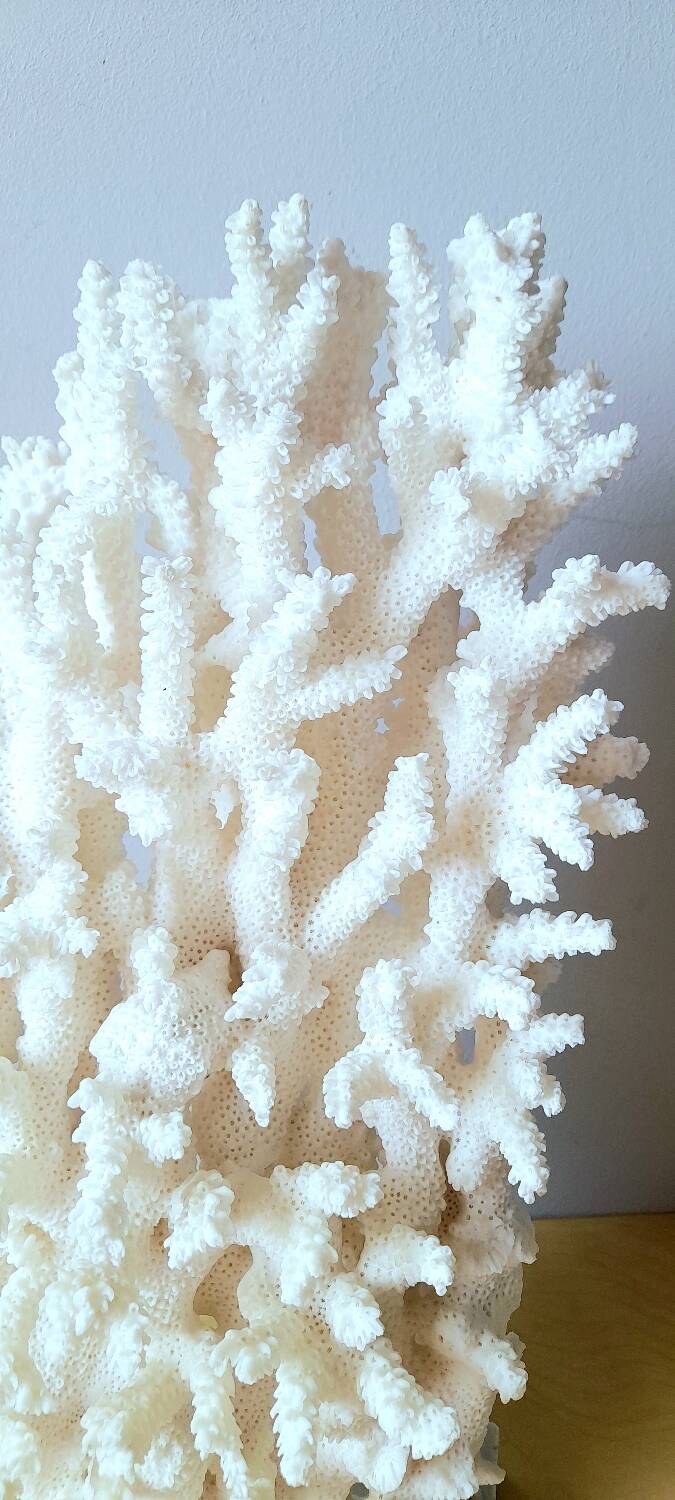 Antique white coral on marble base