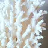 Antique white coral on marble base