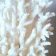 Antique white coral on marble base