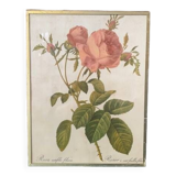 Hundred-leaf rose bush frame after pj redouté, print on fabric, 1960