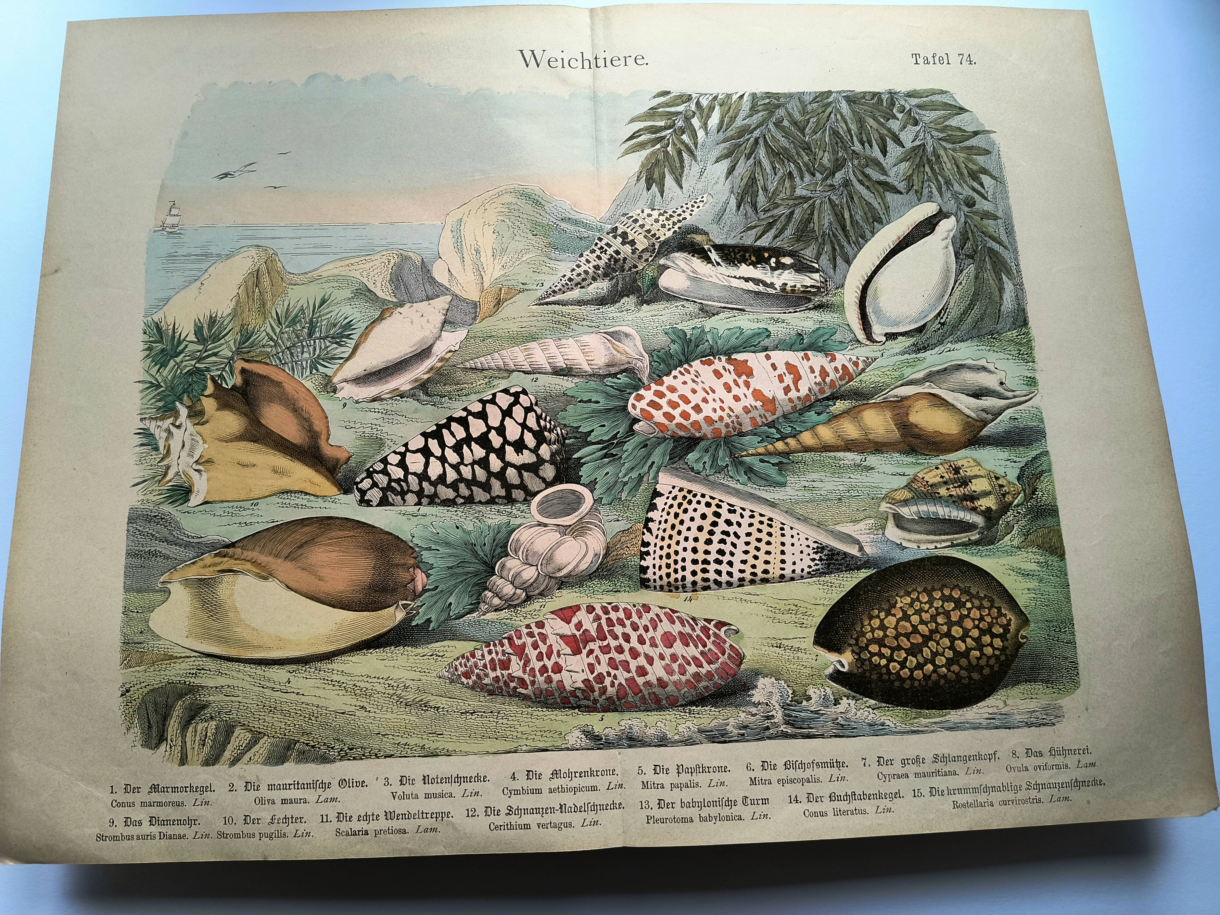 Old engraving from 1886. Shells and molluscs (2) Sea, beach and ocean.