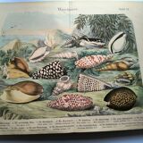 Old engraving from 1886. Shells and molluscs (2) Sea, beach and ocean.