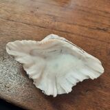 Empty pocket shell