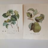 Botanic posters