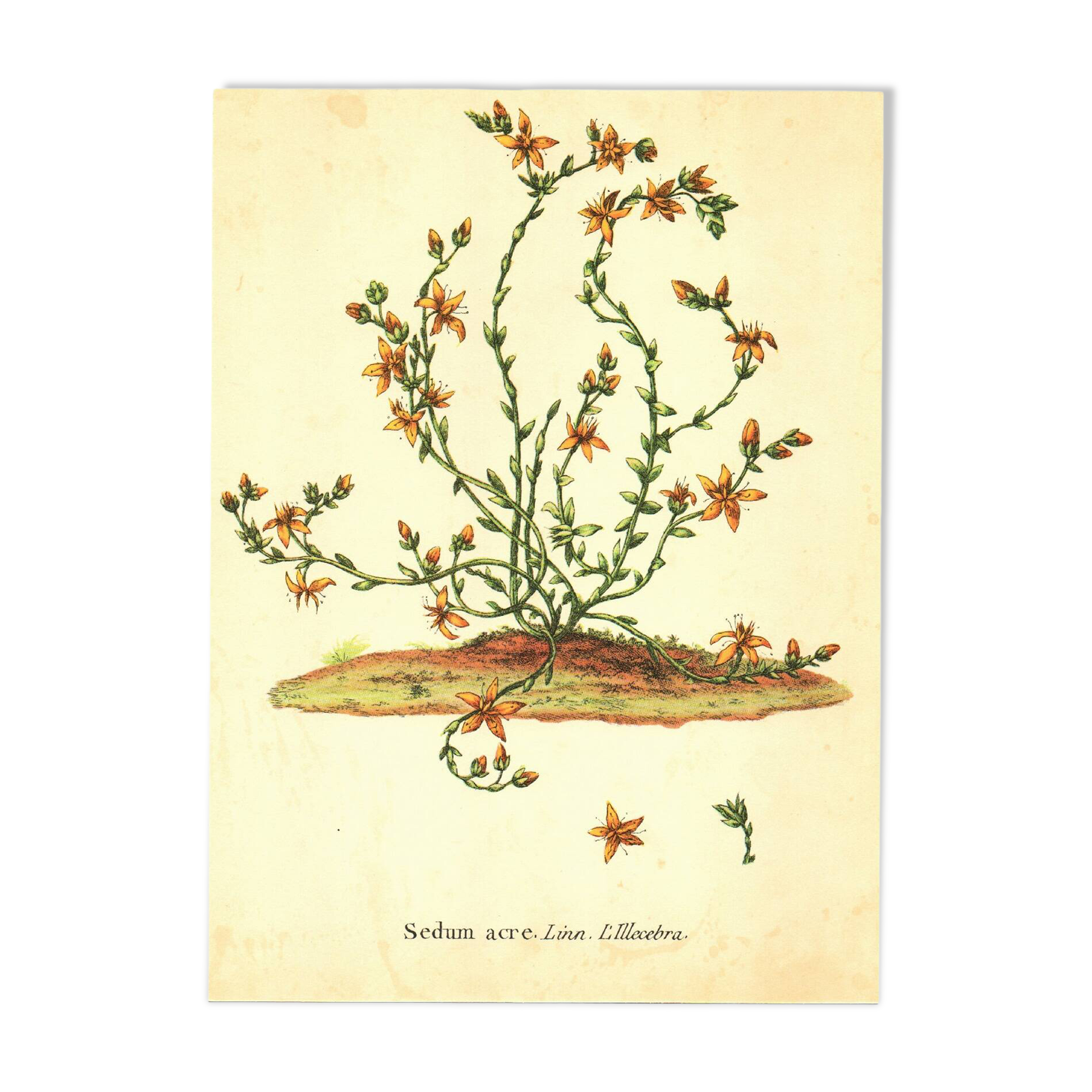 Old illustration 1959 - Bitter Stonecrop - botanical plate of wild flower