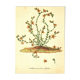 Old illustration 1959 - Bitter Stonecrop - botanical plate of wild flower