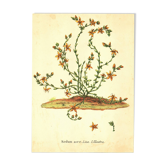 Old illustration 1959 - Bitter Stonecrop - botanical plate of wild flower