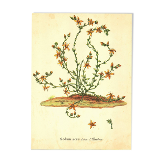 Old illustration 1959 - Bitter Stonecrop - botanical plate of wild flower