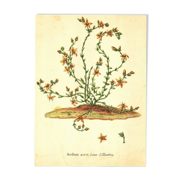 Old illustration 1959 - Bitter Stonecrop - botanical plate of wild flower