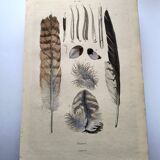 Antique engraving from 1839 - Feathers - Vintage hand-colored zoological plate