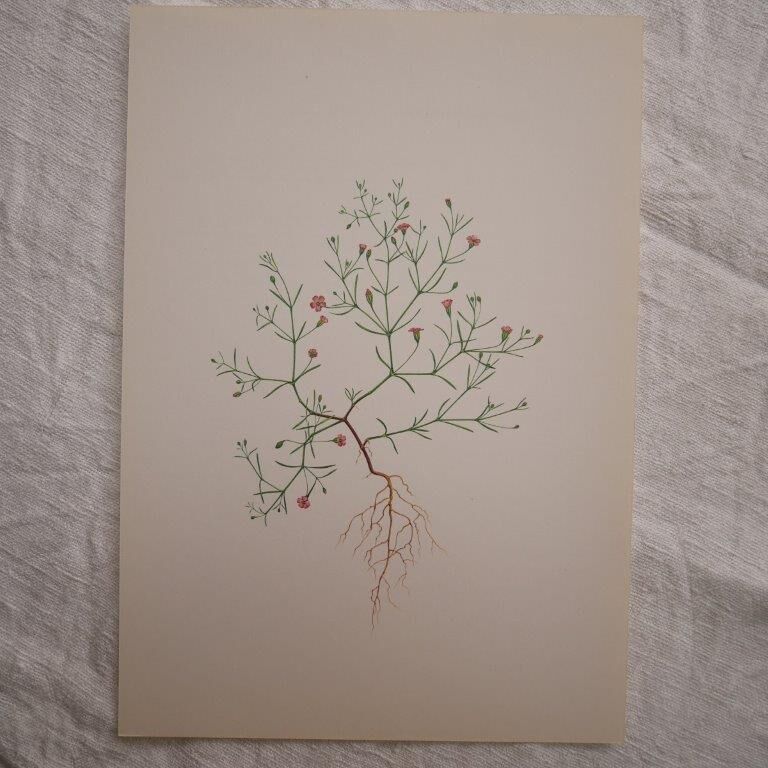 Botanical plate Gypsophila of the walls