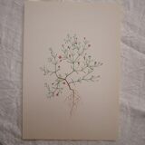 Botanical plate Gypsophila of the walls