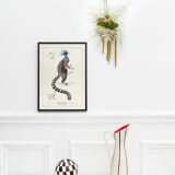 Chimera lithograph engraving animal - the marmoset