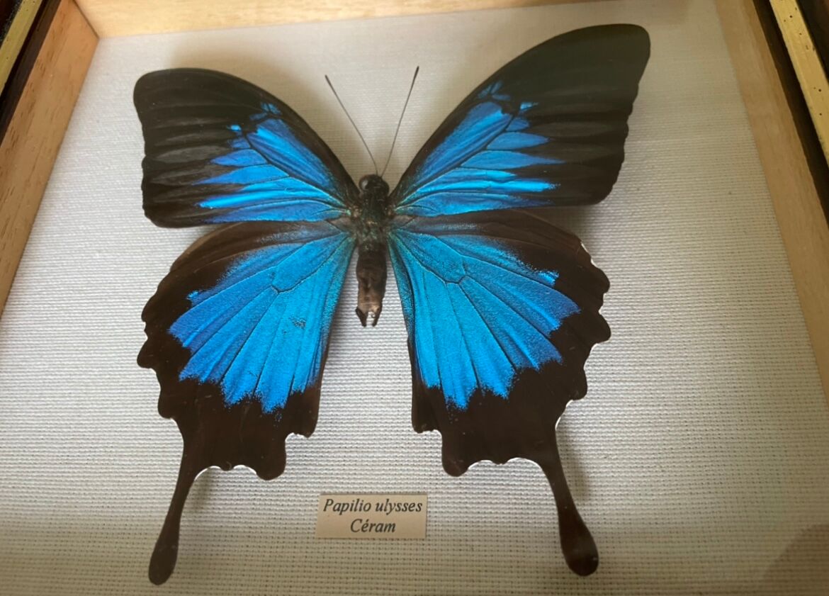 Naturalized butterfly frame