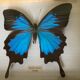 Cadre papillon naturalisé