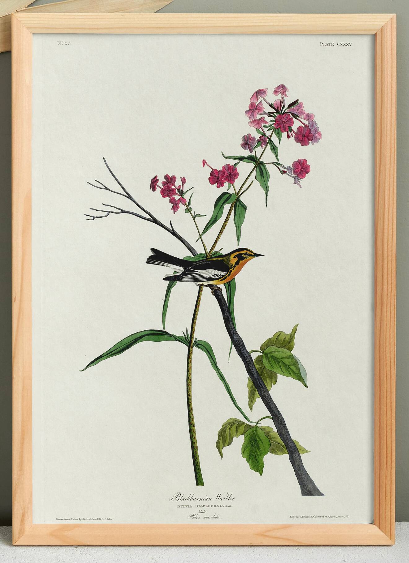 Poster of the Orange-throated Warbler, after an old engraving