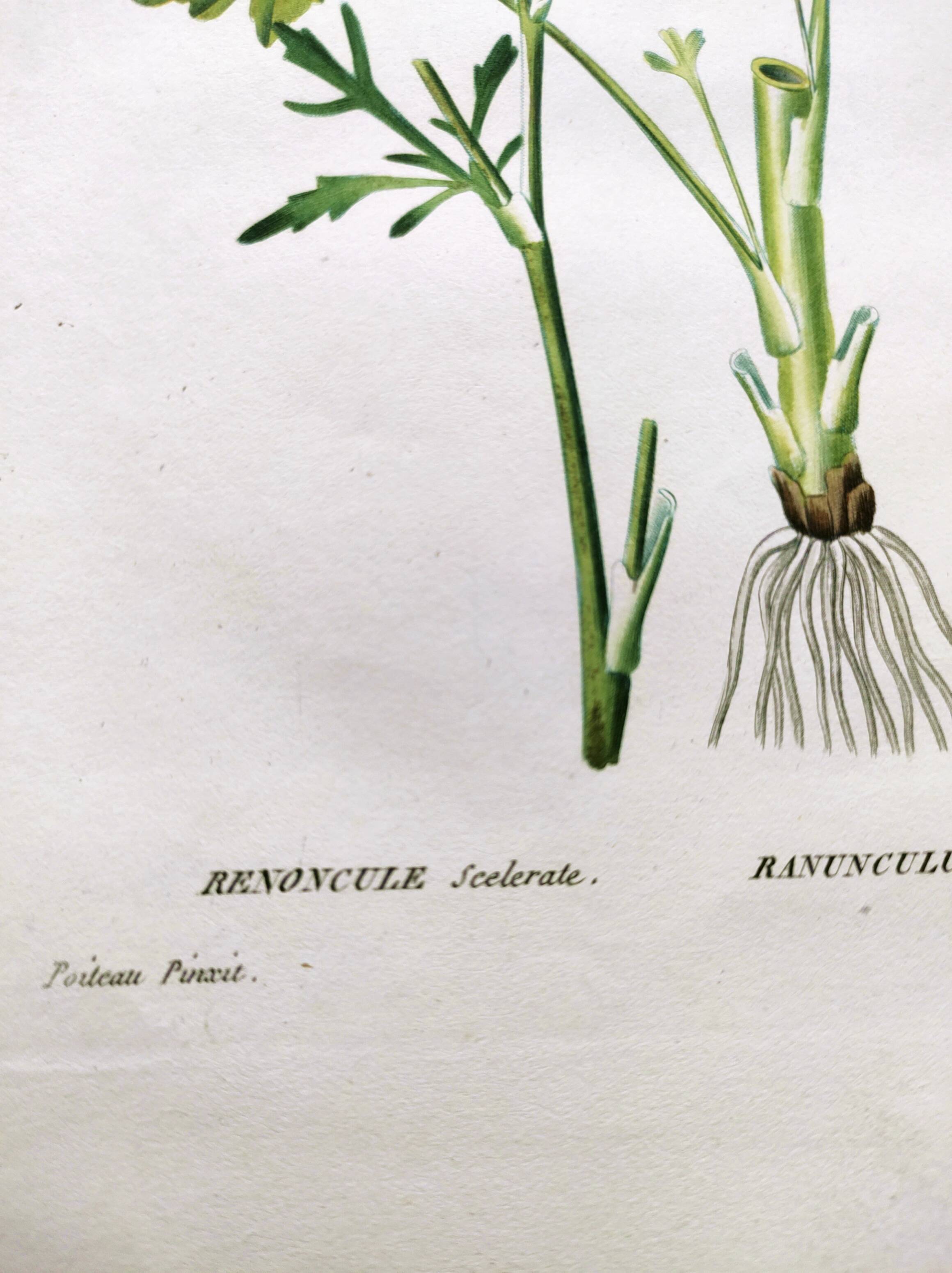 Antique flower engraving from 1829 - Ranunculus Scerelate - By P.A Poiteau.