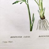 Gravure de fleur ancienne de 1829 - Renoncule Scerelate- Par P.A Poiteau.