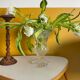 Medici vase