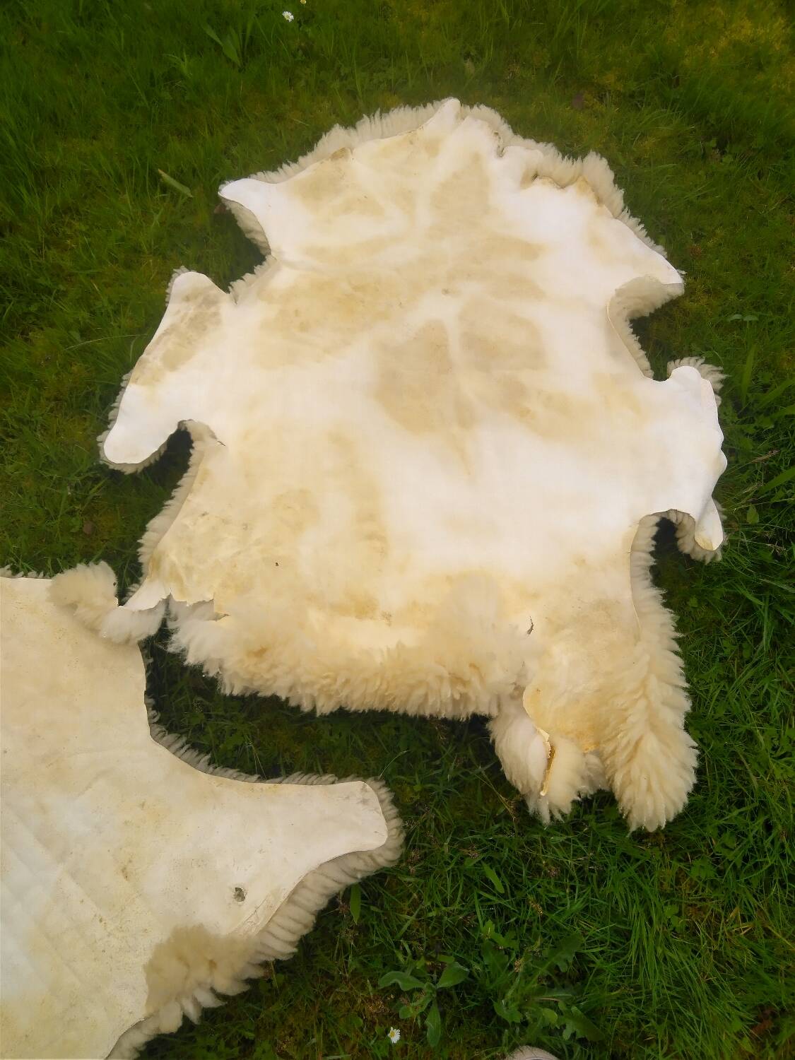 Two vintage sheepskins.