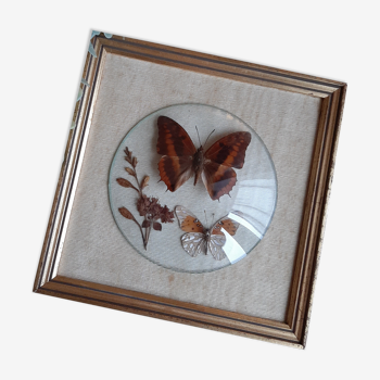 Frame with 2 stuffed butterflies