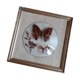 Cadre avec 2 papillons naturalisés