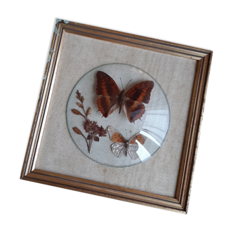Frame with 2 stuffed butterflies