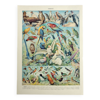 Gravure ancienne 1928, Oiseaux 1, ornithologie, volatiles • Lithographie, Planche originale