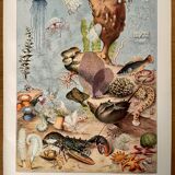 Lithograph engraving on oceanography of 1928
