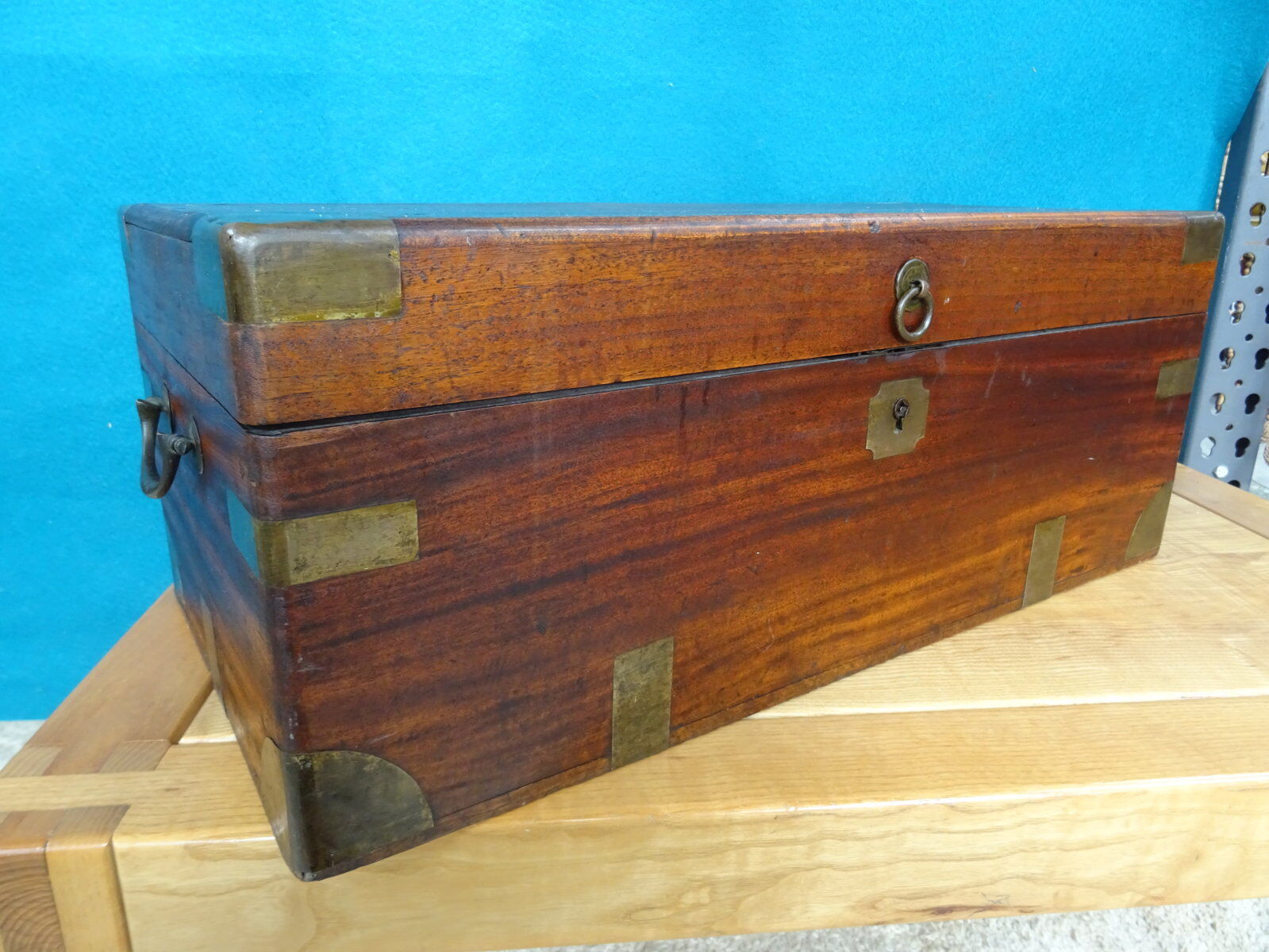 Old marine trunk in camphor tree