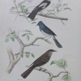Poster - 19th century zoological engraving - flycatcher and small bluebird