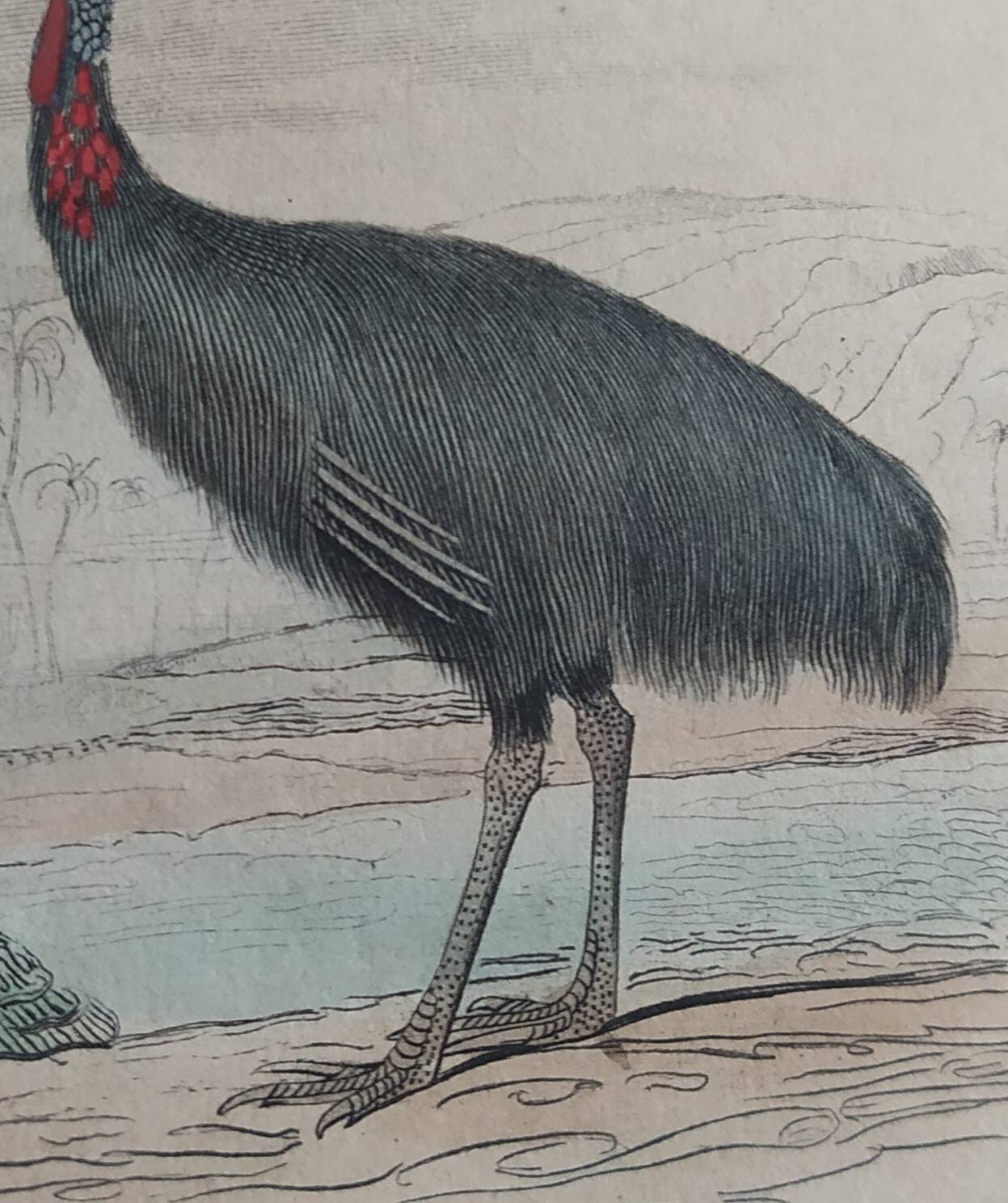 Planche Ornithologique Buffon 1838 "Autruche & Casoar"