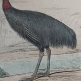 Ornithological Plate Buffon 1838 "Ostrich & Cassowary"