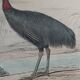 Planche Ornithologique Buffon 1838 "Autruche & Casoar"