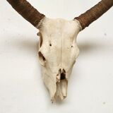 Zebu head hunting trophy massacre
