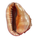 Shell: conch? reunion island - 18 x 12 x 12 cm