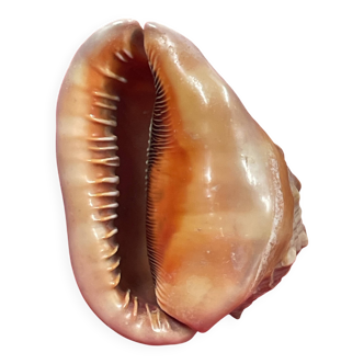Shell: conch? reunion island - 18 x 12 x 12 cm