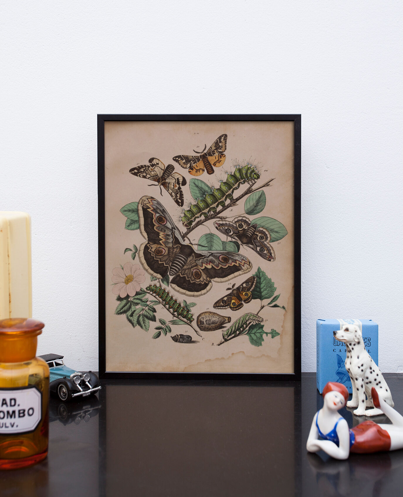 Lithography engraving vintage butterfly - Buffon 1850