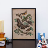 Lithography engraving vintage butterfly - Buffon 1850